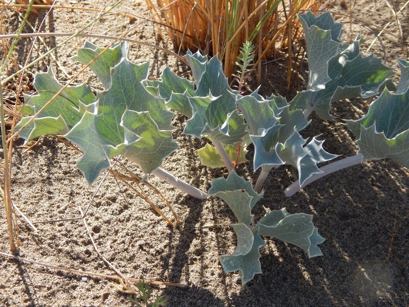 Eryngium maritimum